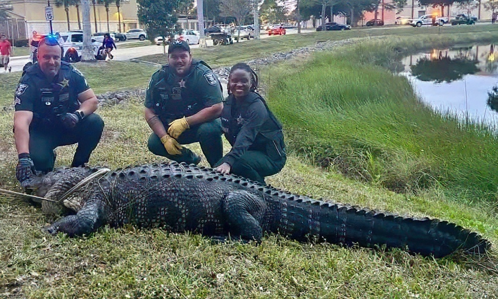 ‘Massive’ gator caught near Christmas shoppers at Florida mall