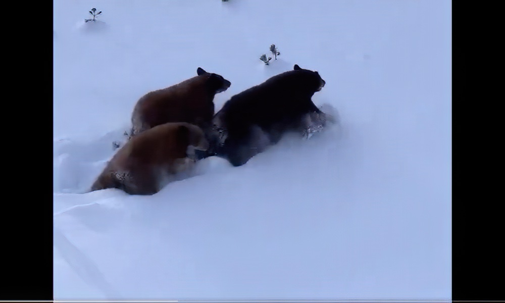 Watch: ‘Beautiful’ sight as bears pass beneath skiers on chairlift