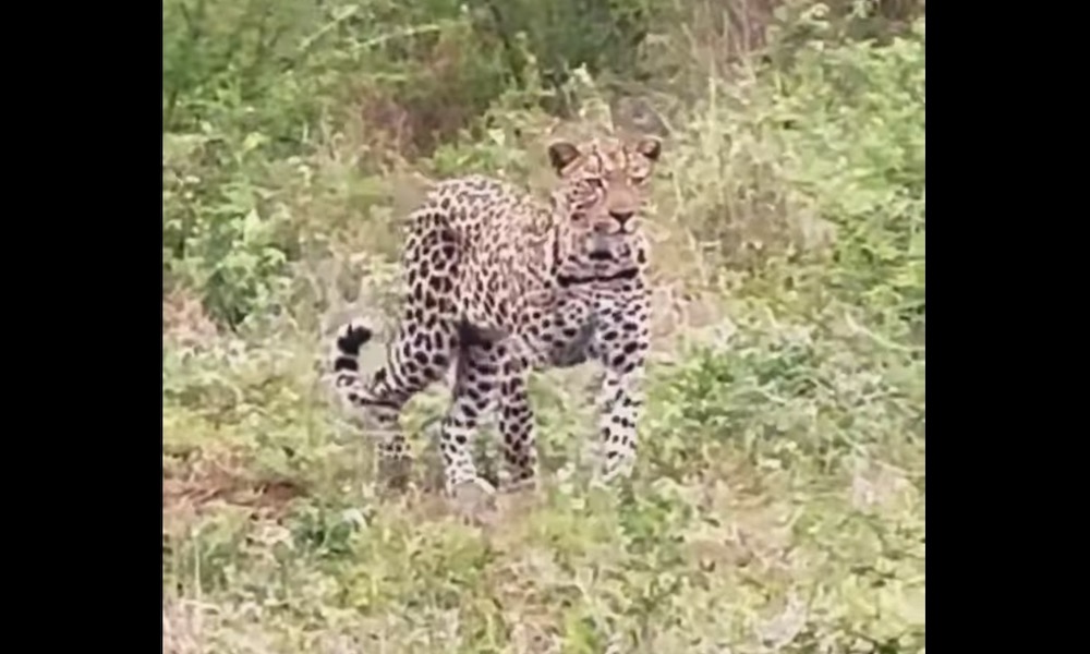 Watch: Wild dogs turn the tables on a stalking leopard