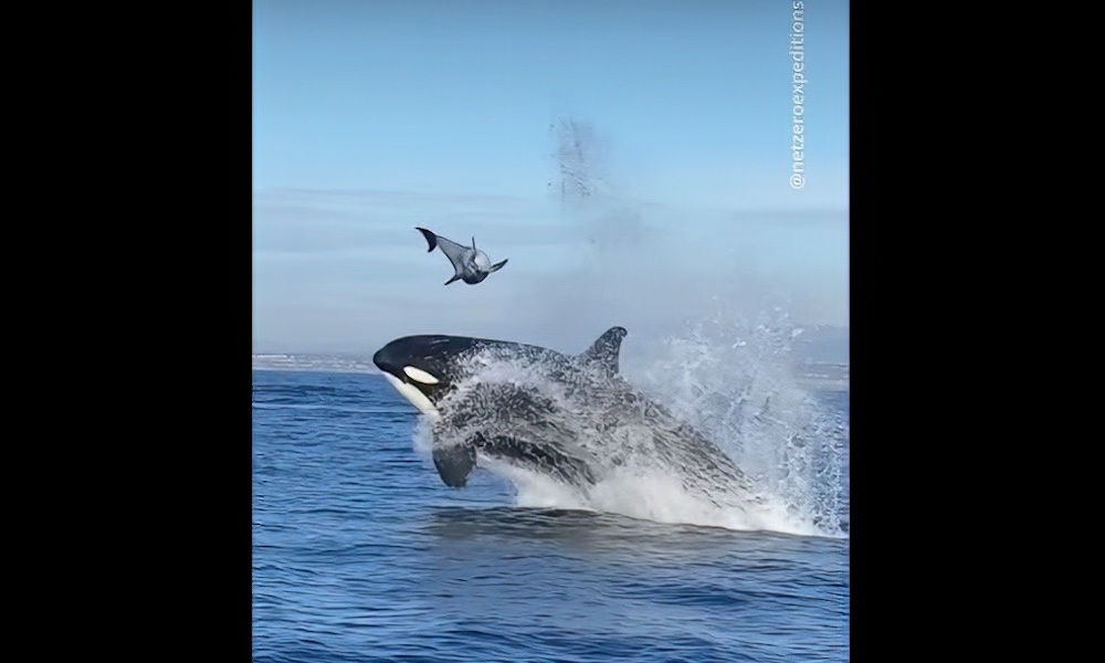 Orca blasts dolphin skyward during epic hunting exhibition