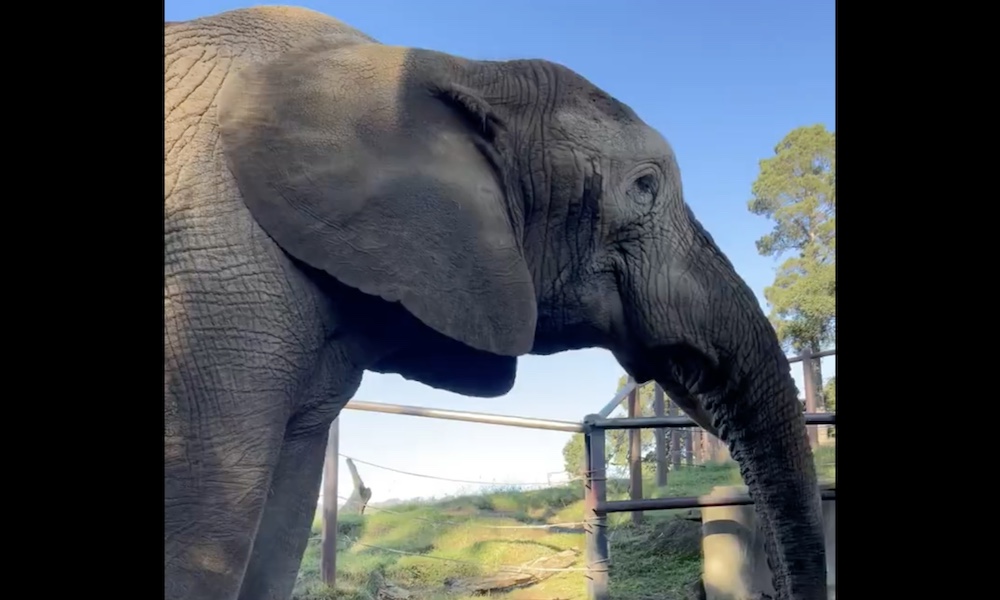 Watch: ‘Satisfied’ elephant purrs like a kitten while snacking