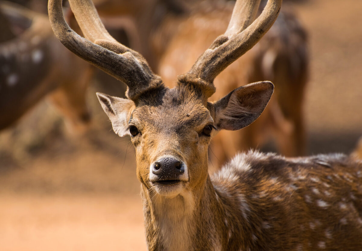 What you should know about the deer in your backyard