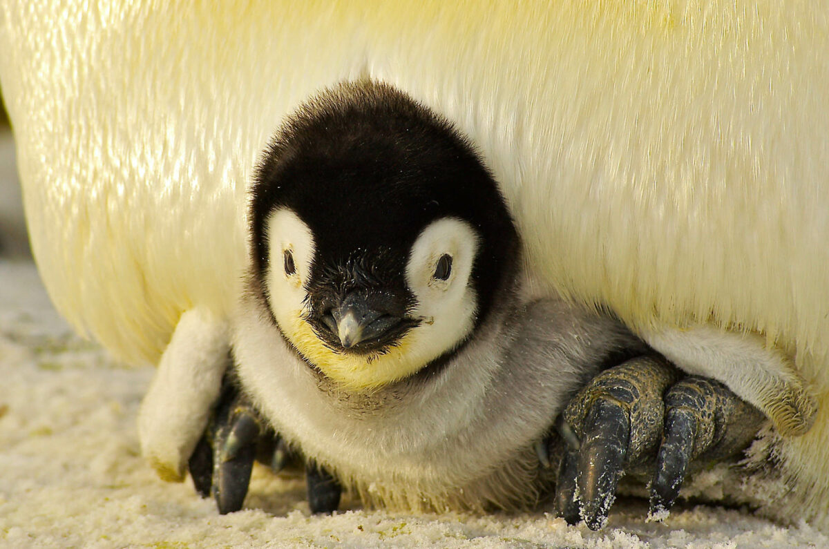 6 peculiar penguin facts that’ll show you a new side to these critters
