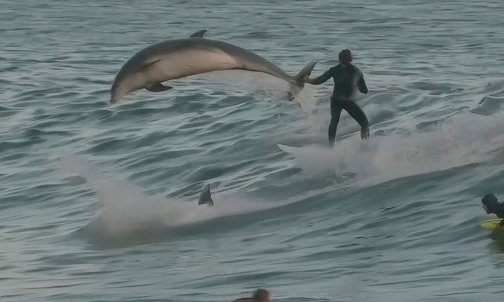Watch: Dolphins share large waves with California surfers