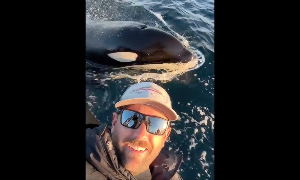 Watch: SoCal captain immortalizes rare orca encounter with selfie