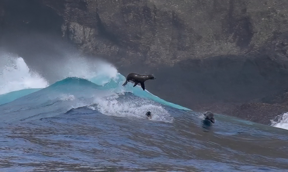 Sea lions exhibit remarkable prowess while surfing giant waves