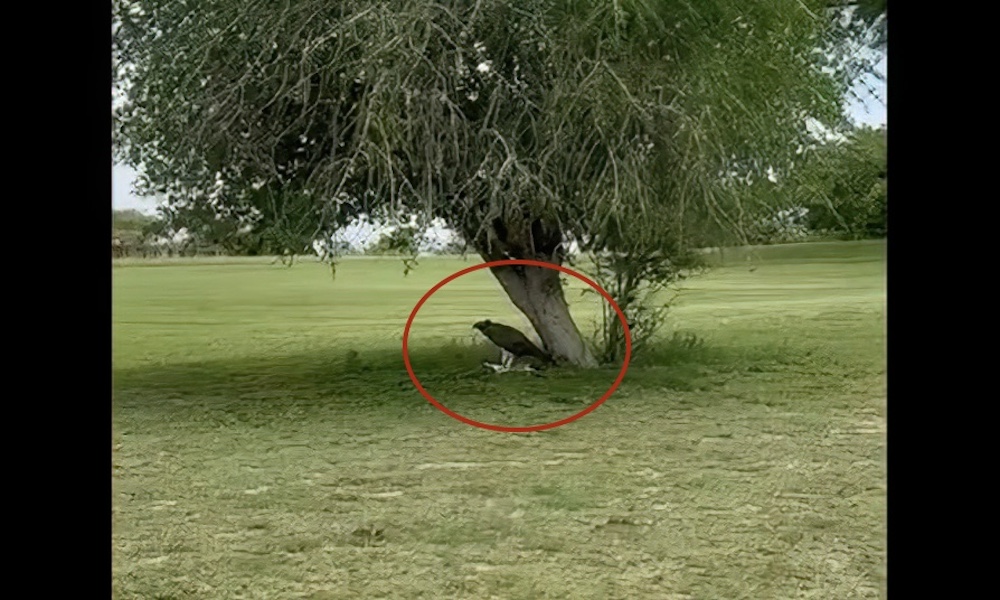 Play halted as massive eagle kills impala on golf course; video