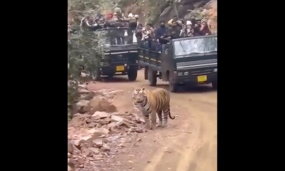 Footage showing safari tourists crowding tiger sparks outrage