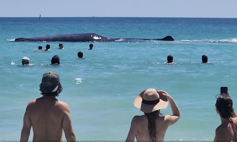 Massive whale emerges yards from shore, thrilling beachgoers