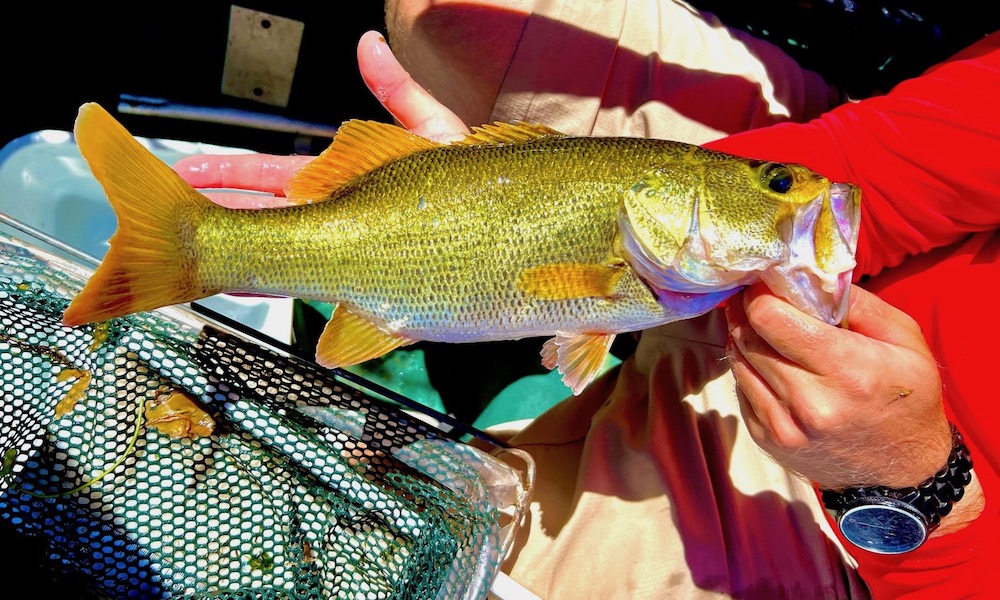 Top 10 bass lake in Florida features a rare golden largemouth