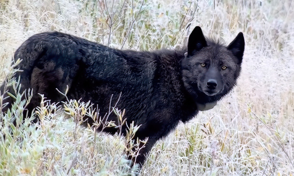 Yellowstone wolf killed by trapper fondly remembered by researcher