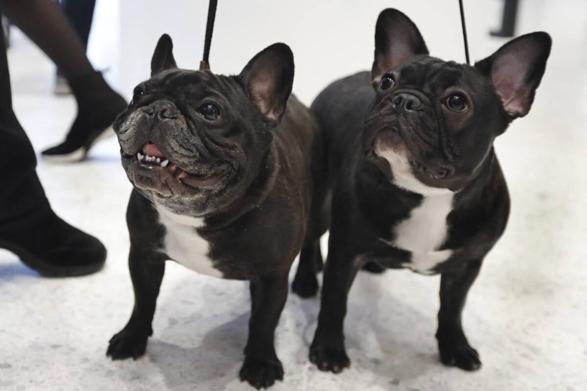 The top 20 names for French Bulldogs