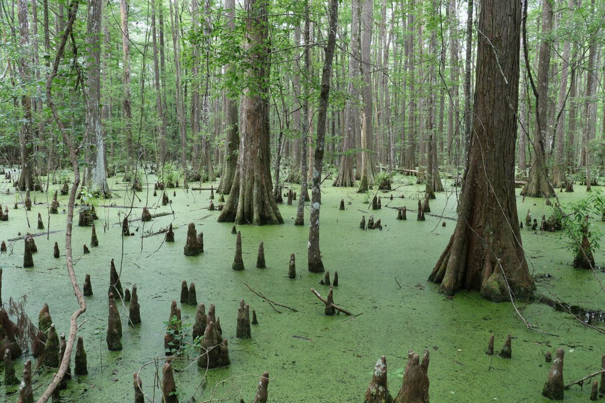 8 reasons why you should visit Texas’s Big Thicket National Preserve