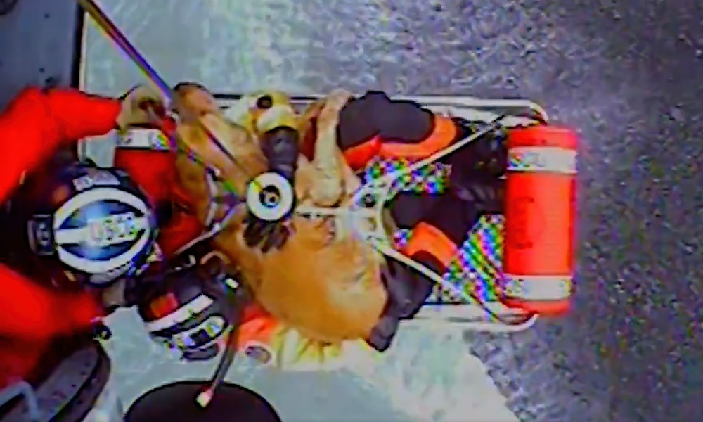 Raw footage: Coast Guard rescues dog that fell 300 feet from cliff