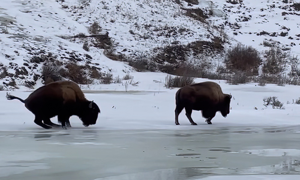 Yellowstone bison loses footing on ice and many of us can relate