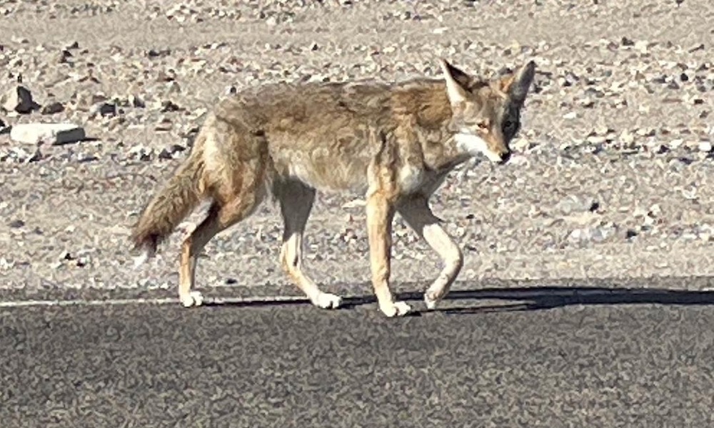 Coyote fails to learn lesson, becomes fatal victim in Death Valley
