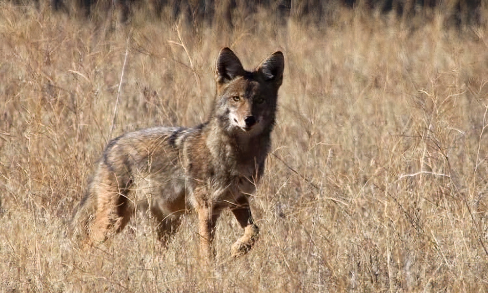 Coyotes losing fear of people, biting them near Las Vegas