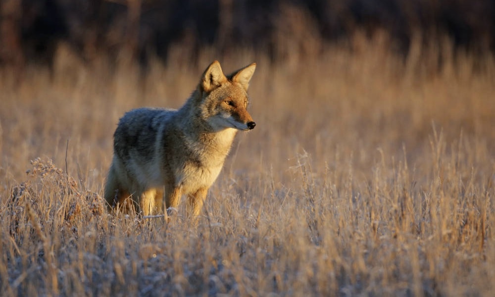 ‘Careless’ coyote hunter cited after accidentally shooting partner