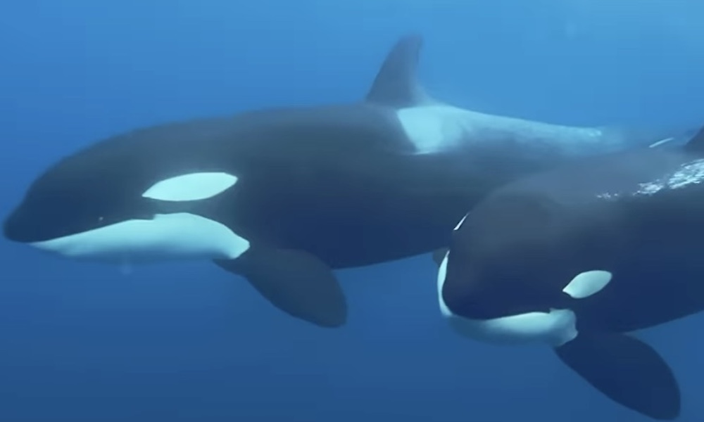 ‘Intense’ moments as orcas attack sea lions next to small boat