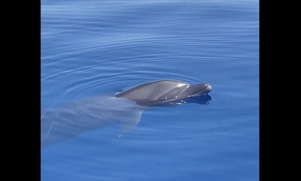 ‘Pass the Puffer!’ Boaters encounter ‘very high’ dolphin