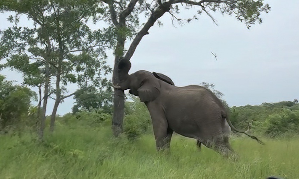 Watch: Elephant topples tree in show of ‘unparalleled strength’