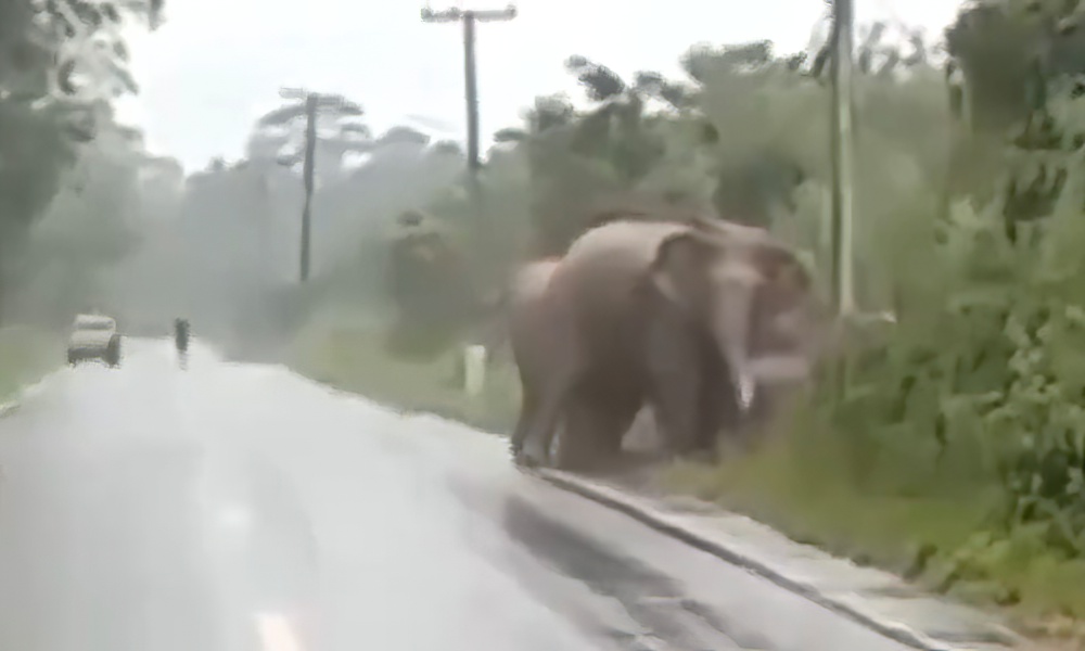 Elephant seems to thank motorist after herd safely crosses road