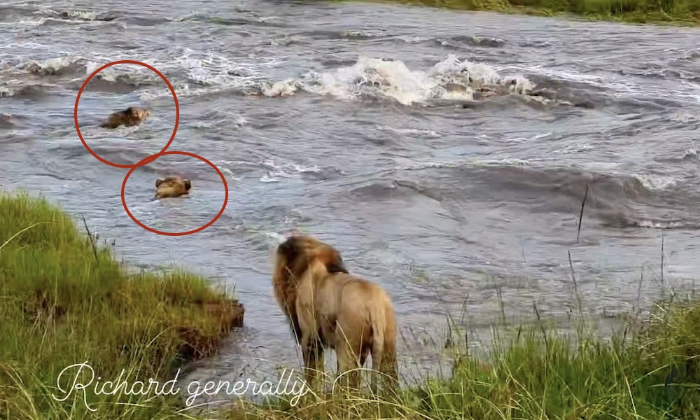 Watch: Lions swim across flooded river as though it’s no big deal