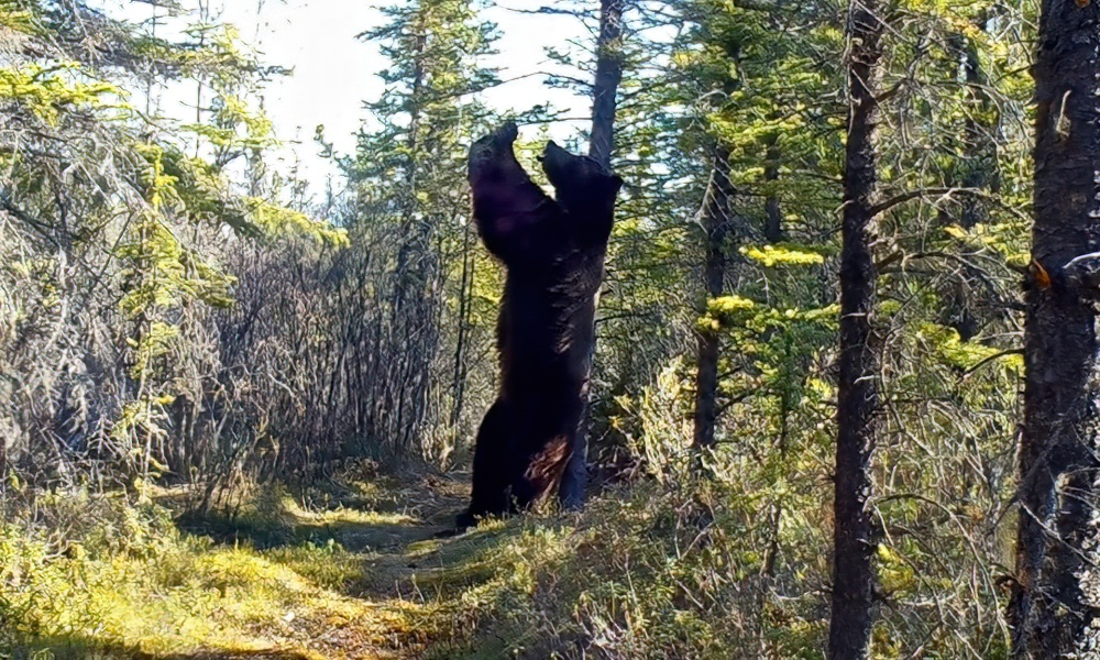 Watch as giant grizzly bear executes perfect back scratch