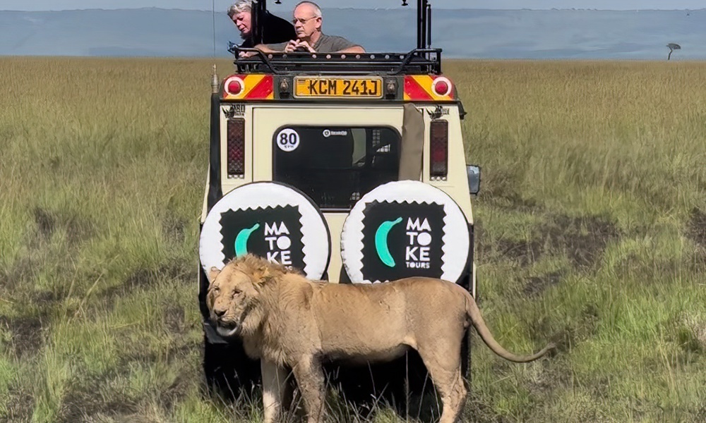 Tourists fail to spot lion in ‘funny moment’ caught on video