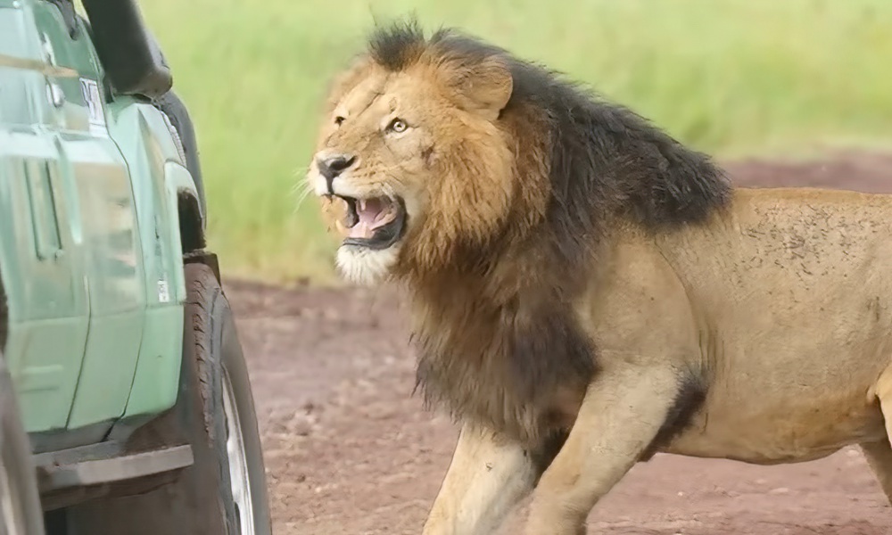 Lion attack on safari truck inspires warning: ‘Respect the locals’
