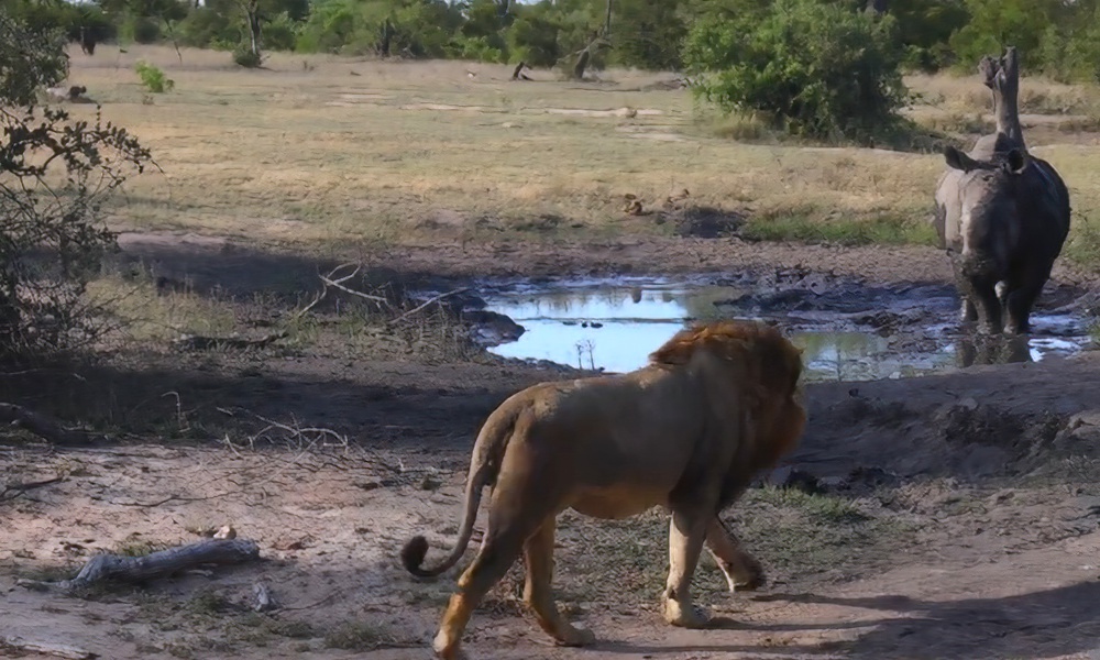 Watch: Rhino shows lion that ‘size matters at the waterhole’