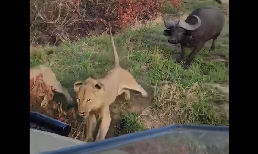 Watch: Tense moments as lions, buffaloes clash near safari vehicle