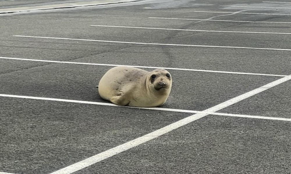 Elephant seal’s parking effort called out by NPS