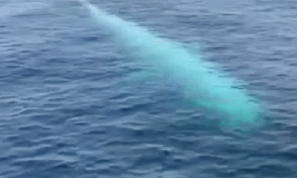 Watch: Mysterious white whale thrills boaters off Thailand