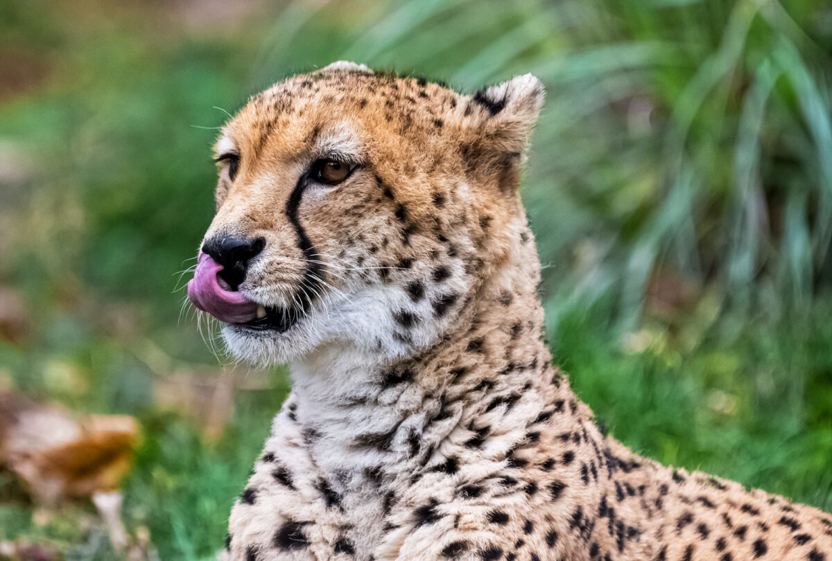 6 cheetah facts that’ll answer all your questions about them