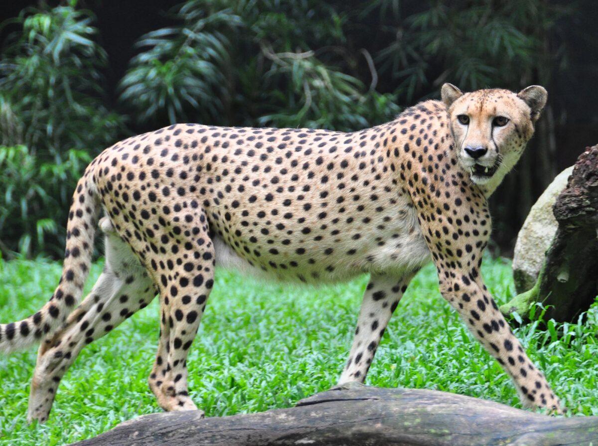 5 of the world’s fastest animals that can zoom past humans