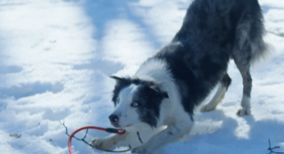 Messi the dog from Anatomy of a Fall took over the 2024 Oscar nominees luncheon