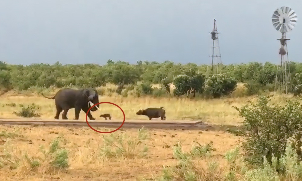 Baby buffalo ‘shows elephant who’s boss’ in amusing chase