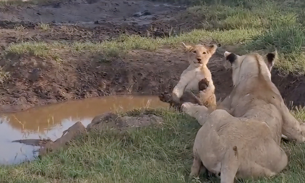 With cub at creek’s edge, momma lion can’t resist playful shove