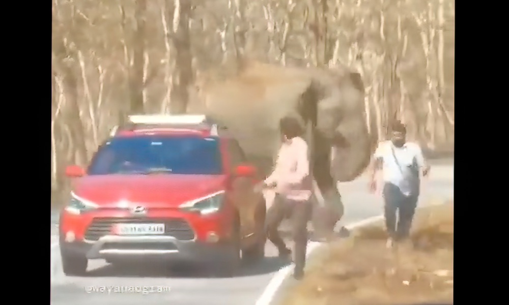 Men run for lives from angry elephant; it doesn’t end well