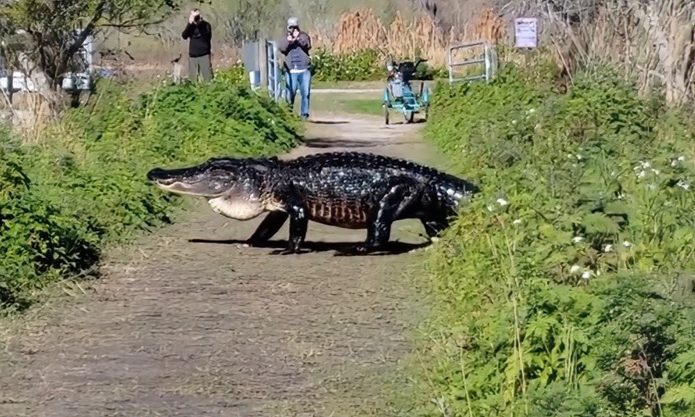 Giant ‘infamous’ gator spotted on the move in Florida; video