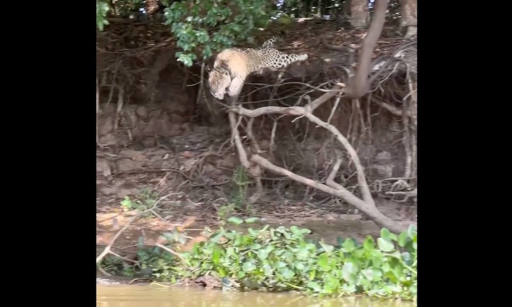 Watch: Jaguar flies through the air to pounce on unsuspecting caiman