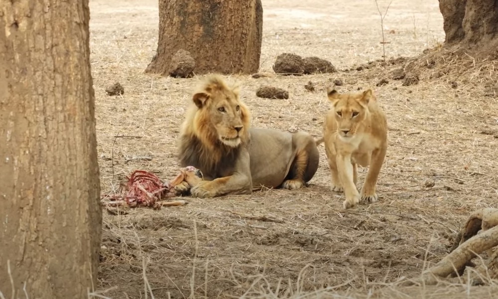 Watch: Cunning move by lioness to steal male’s meal almost worked