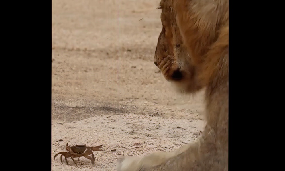 Mighty lion versus tiny crab – which is the king of beasts?