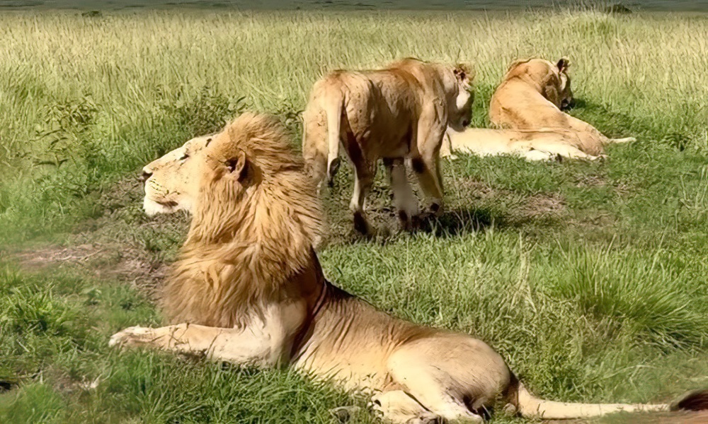 Watch: Jilted African lion pretends not to care; ‘That’s life’