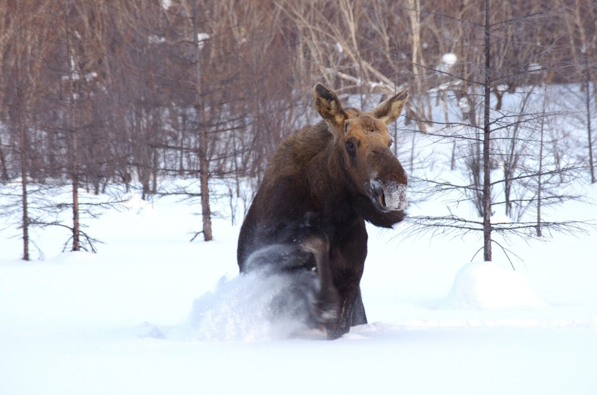 Watch a moose chase skiers downhill at this Wyoming resort