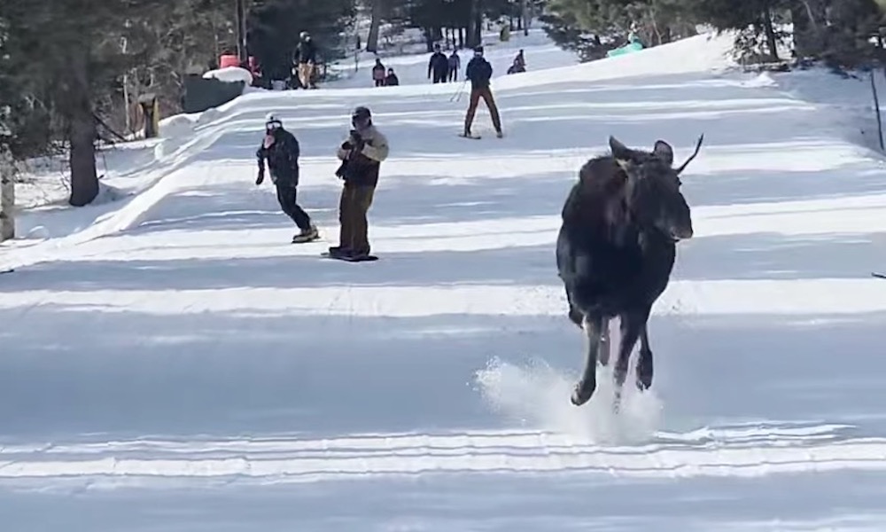 Moose chases skiers down slope, prompting stern warning: ‘Go faster!’