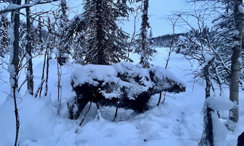 Was it so cold in Alaska that a moose froze in its tracks?