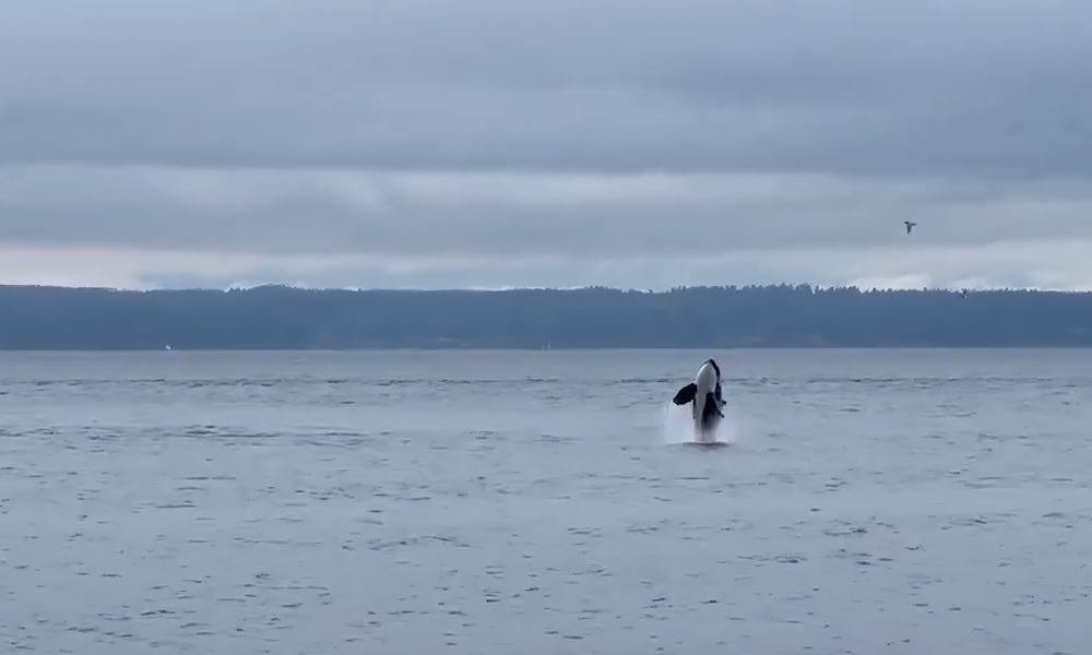 Orcas thrill beachgoers at Seattle park; even the dog is excited