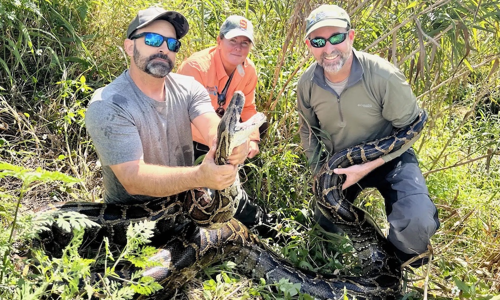 Biologists wrestle massive 16-foot python from Florida canal